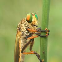 nongkrong-bareng-macro-micro-photography---part-1