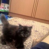 973397339619958095809658persian-cats-lover-organization966895809580961997339733