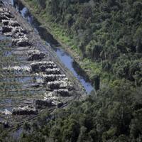 perusahaan-pembalak-hutan-divonis-denda-rp1624-triliun