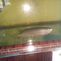 arowana--new-thread----part-1