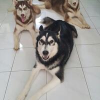 new-siberian-husky-lovers---read-page-1-for-update---part-2