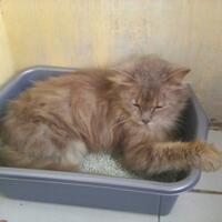 973397339619958095809658persian-cats-lover-organization966895809580961997339733