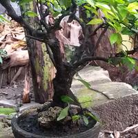 bonsai-kaskus-reborn-sharing--diskusi-seputar-seni-bonsai-indonesia