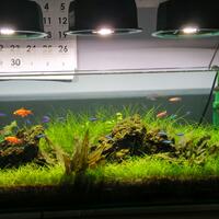 aquascape-for-everyone-learning-and-sharing---part-2