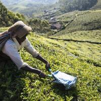 impor-teh-yang-tak-lekas-berjeda