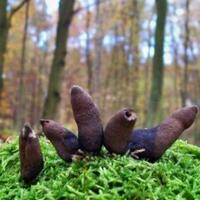 7-jamur-dengan-bentuk-paling-mengerikan-bikin-mimpi-buruk