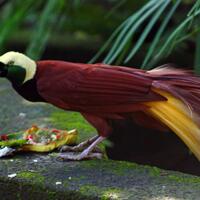 netizen-kecam-penjualan-cenderawasih-di-facebook