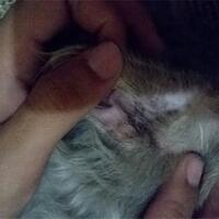 973397339619958095809658persian-cats-lover-organization966895809580961997339733