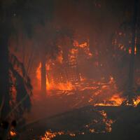 palestina-kirim-empat-tim-bantu-padamkan-kebakaran-hutan-israel