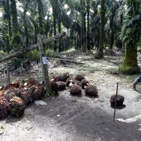 amnesty-international-kebun-sawit-indonesia-manfaatkan-buruh-anak