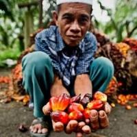 kebun-sawit-wilmar-eksploitasi-buruh-anak-terutama-di-indonesia