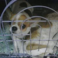 marak-tongseng-anjing-penjual-di-yogya-jamin-bebas-rabies