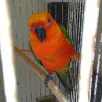 sun-conure