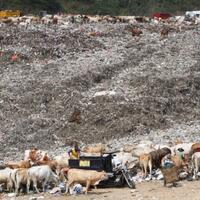 makan-limbah-ikan-333-ternak-di-flores-mati