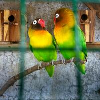 lovebird-lovers---part-1