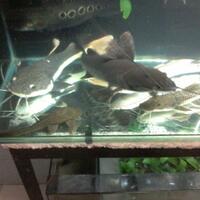 new--freshwater-fish-lounge---part-3