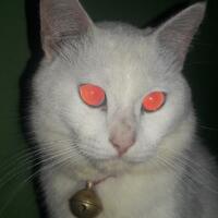 fotografer-ini-memotret-kucing-buta-jadi-keren