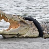 buaya-ini-terjerat-ban-selama-100-hari