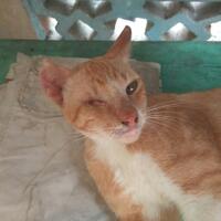 fotografer-ini-memotret-kucing-buta-jadi-keren