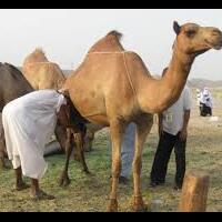 setelah-sari-roti-minuman-total-8-jadi-sasaran-boikot