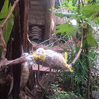 kampung-anggur----part-3