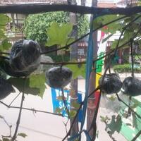 kampung-anggur----part-3