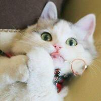 mini-liar-game--death-sentence