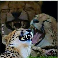 pacar-playboy-tp-sayang