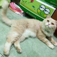 cat-lovers-kaskus-read-page-1-first---part-5