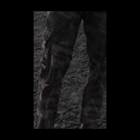 pemalsuan-kta-dan-bawa-kendaraan-plat-tni