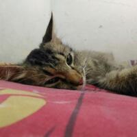 cat-lovers-kaskus-read-page-1-first---part-5