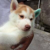 anjing-hilang-balikpapan-siberian-husky-kehilangan