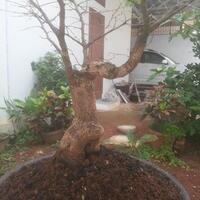 bonsai-kaskus-reborn-sharing--diskusi-seputar-seni-bonsai-indonesia