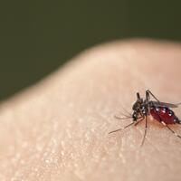 enam-cara-alami-yang-ampuh-untuk-mengobati-gigitan-nyamuk