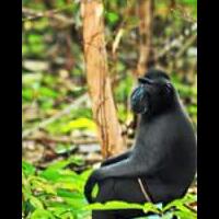 pendopo-cinta-indonesiaku----part-9