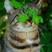 kucing-gue-n-kawan-kawan-nye-ni-brur