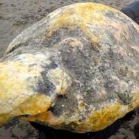 ini-dia-5-barang-menjijikkan-paling-mahal-di-dunia