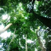 pemerintah-alokasikan-127-juta-hektare-untuk-perhutanan-sosial