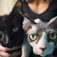 5-kasus-pemalsuan-hewan-yang-kebangetan