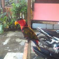 sharing-burung-paruh-bengkok-ii