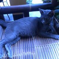 kucing-busok-ras-asli-indonesia