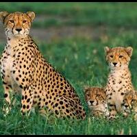 cheetah-berada-di-ambang-kepunahan