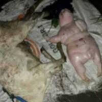 warga-ogan-ilir-gempar-ada-bayi-kambing-mirip-manusia