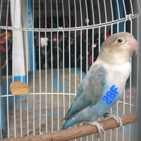 lovebird-lovers---part-1