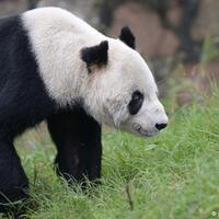 panda-jantan-tertua-di-dunia-meninggal-di-usia-31-tahun