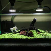 aquascape-for-everyone-learning-and-sharing---part-2