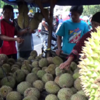 durian-petrok-manis-dan-legit-khas-jepara