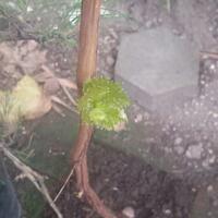 kampung-anggur----part-3