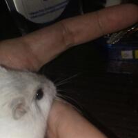 new-hamster-lovers---part-3