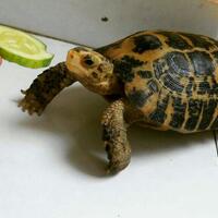 gt-forstenii-lover-lt